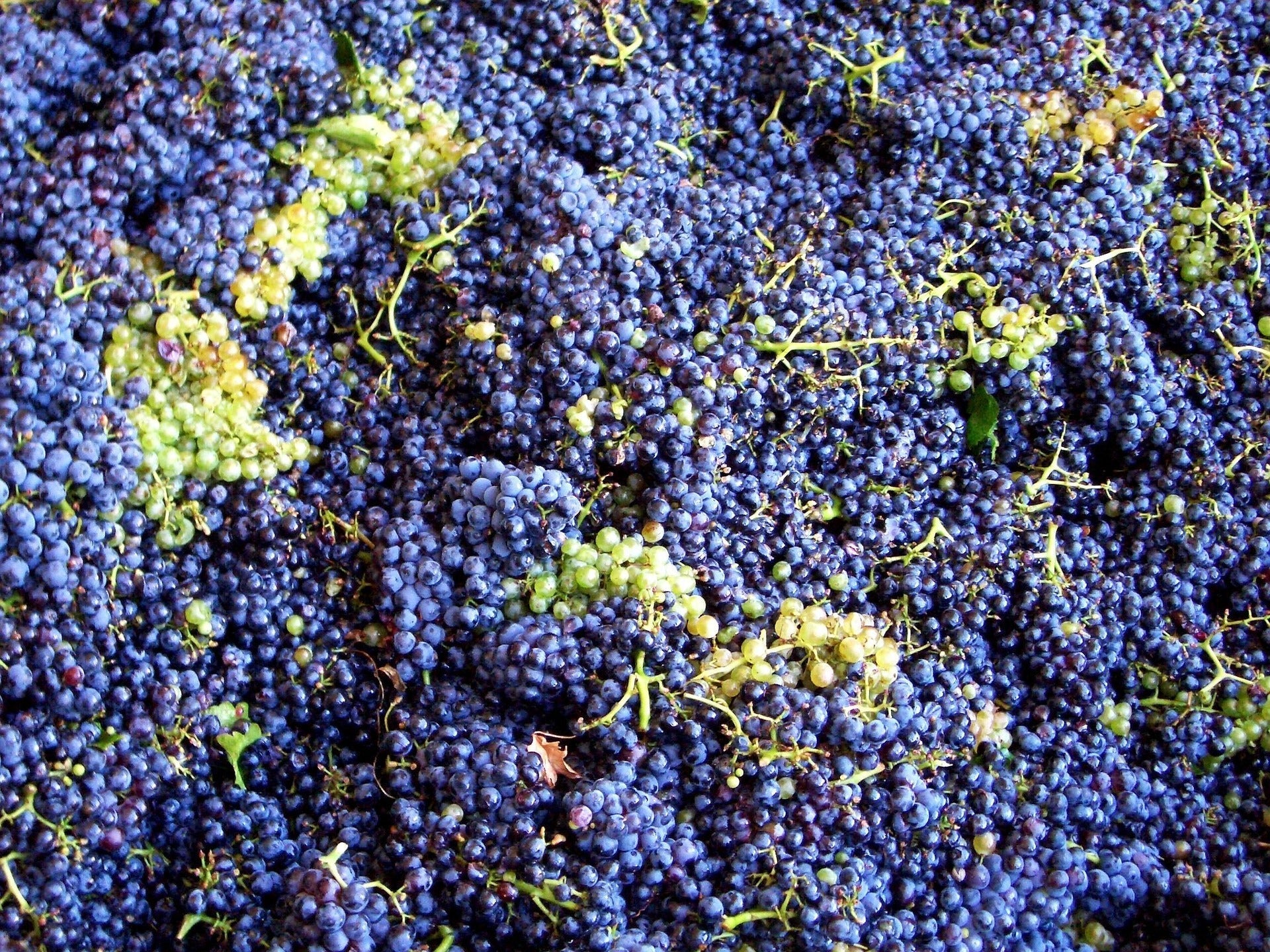 Rot & Roséweine - Weingut Anselmann