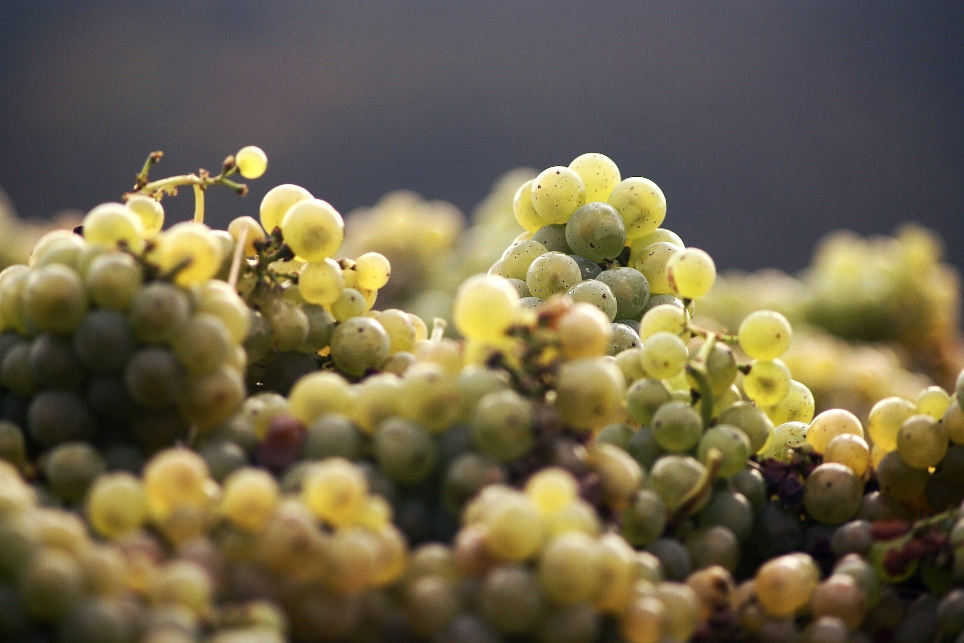 Weißwein - Weingut Anselmann